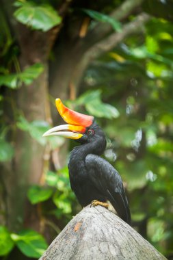 hornbill bird on green natural background clipart