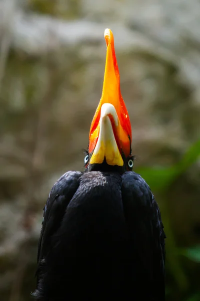 Neushoornvogel vogel op groene natuurlijke achtergrond — Stockfoto