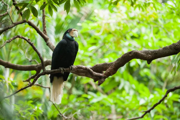 Wreathed Hornbill (Bar-pouched) ptaków na drzewo zwykle dobrze w Tha — Zdjęcie stockowe