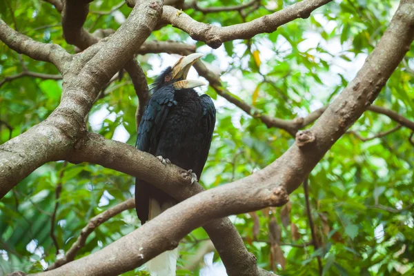 Wreathed Hornbill (Bar-pouched) ptaków na drzewo zwykle dobrze w Tha — Zdjęcie stockowe