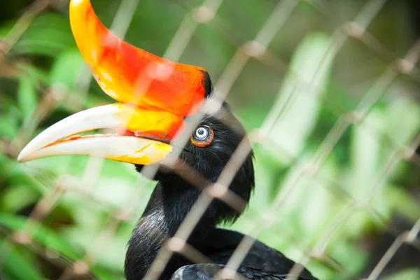 Neushoornvogel vogel op groene natuurlijke achtergrond — Stockfoto