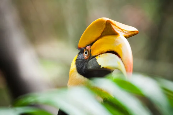 Great hornbill (Buceros bicornis), also known as the great India — Stock Photo, Image