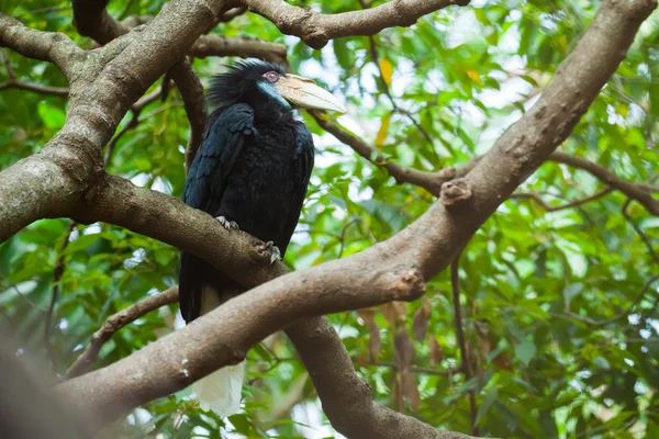 Wreathed Hornbill (Bar-pouched) ptaków na drzewo zwykle dobrze w Tha — Zdjęcie stockowe