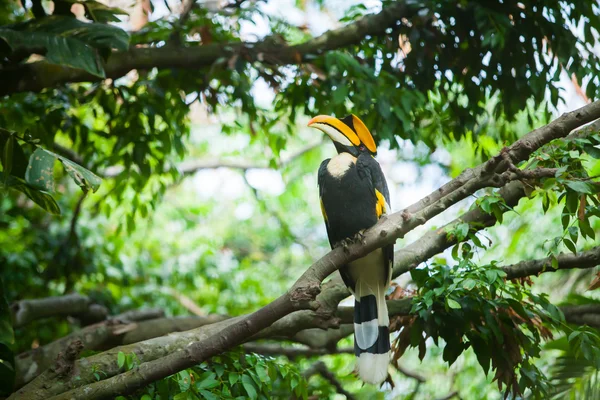 Dzioborożec wielki (Buceros bicornis), znany również jako wielki Indii — Zdjęcie stockowe