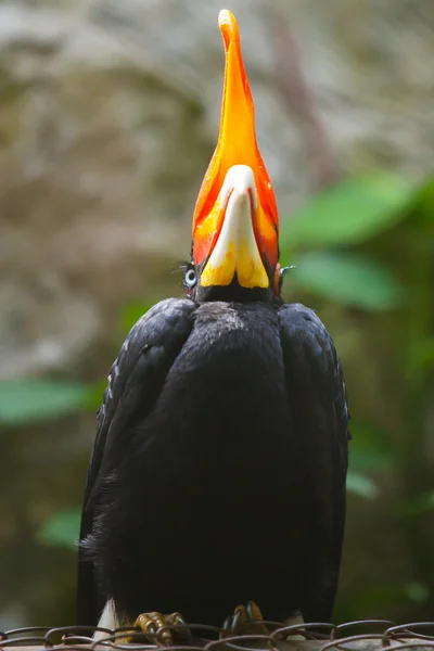 Neushoornvogel vogel op groene natuurlijke achtergrond — Stockfoto