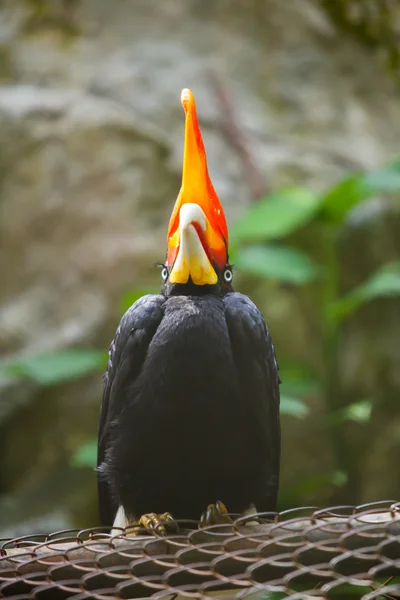 Szarvascsőrű madarak zöld természetes háttér — Stock Fotó
