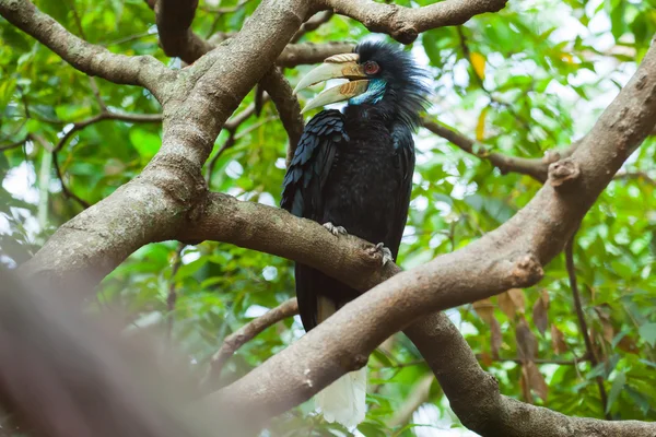 Wreathed Hornbill (Bar-pouched) ptaków na drzewo zwykle dobrze w Tha — Zdjęcie stockowe