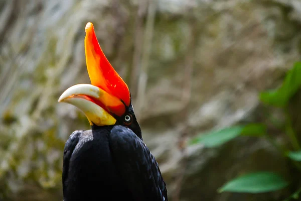 Neushoornvogel vogel op groene natuurlijke achtergrond — Stockfoto