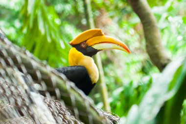 Great hornbill (Buceros bicornis), also known as the great India clipart