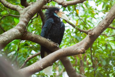 Wreathed Hornbill (Bar-pouched) bird on tree usually fine in Tha clipart