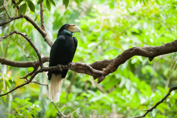 Achtergrond neushoornvogel (Bar-verpakt) vogel op boom meestal prima in Tha — Stockfoto