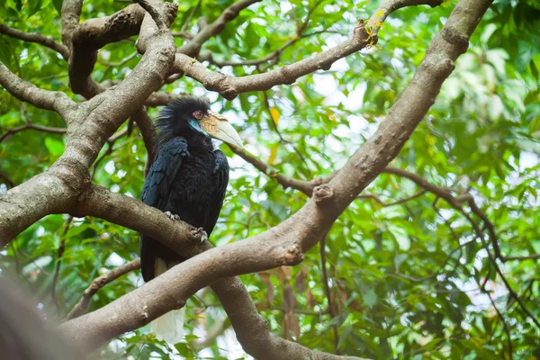 Wreathed Hornbill (Bar-pouched) ptaków na drzewo zwykle dobrze w Tha — Zdjęcie stockowe