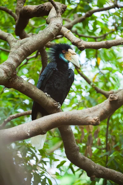 Wreathed Hornbill (Bar-pouched) ptaków na drzewo zwykle dobrze w Tha — Zdjęcie stockowe