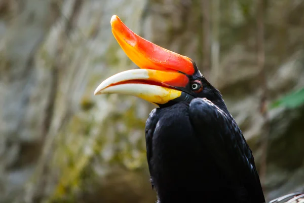 Szarvascsőrű madarak zöld természetes háttér — Stock Fotó