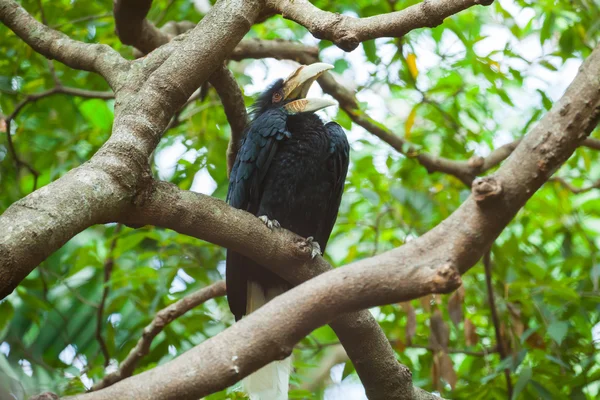 Wreathed Hornbill (Bar-pouched) ptaków na drzewo zwykle dobrze w Tha — Zdjęcie stockowe