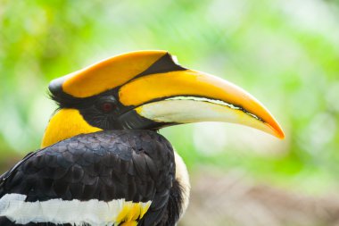 Great hornbill (Buceros bicornis), also known as the great India clipart