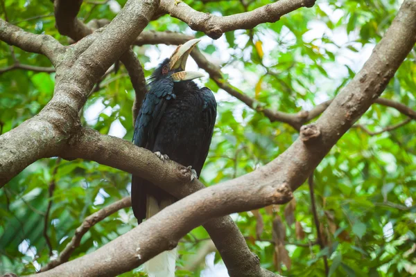 Wreathed Hornbill (Bar-pouched) bird on tree usually fine in Tha — Stock Photo, Image