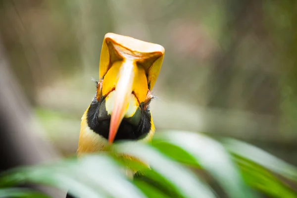 Gran hornbill (Buceros bicornis), también conocido como la gran India —  Fotos de Stock