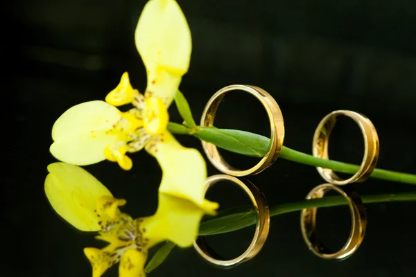 The Wedding rings — Stock Photo, Image