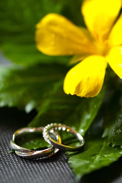 The Wedding rings — Stock Photo, Image