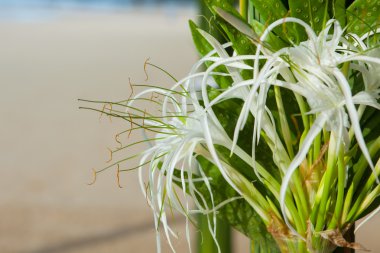 Sahilde Çiçek Aranjman.