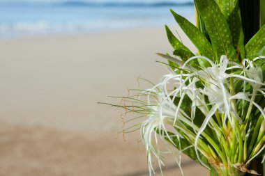 Sahilde Çiçek Aranjman.