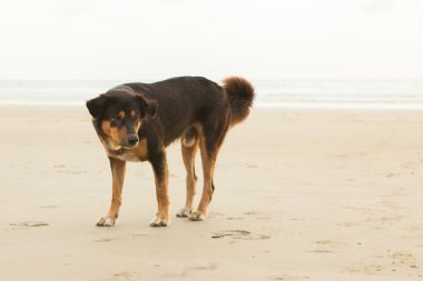 Sahilde sokak köpekleri 