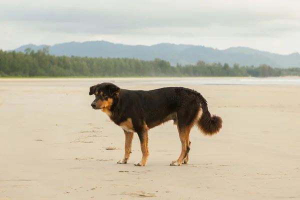 Câini vagabonzi pe plajă — Fotografie, imagine de stoc