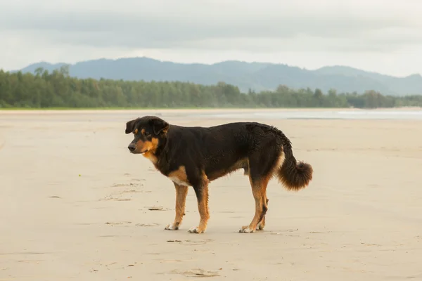 Perros callejeros en la playa — Foto de Stock