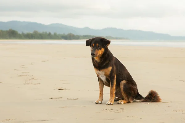 Perros callejeros en la playa — Foto de Stock