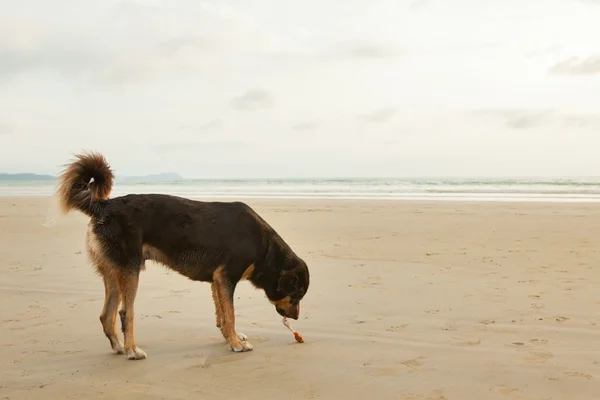 Perros callejeros en la playa — Foto de Stock