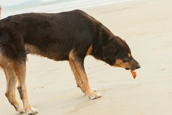 Perros callejeros en la playa — Foto de Stock