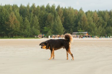 Sahilde sokak köpekleri 