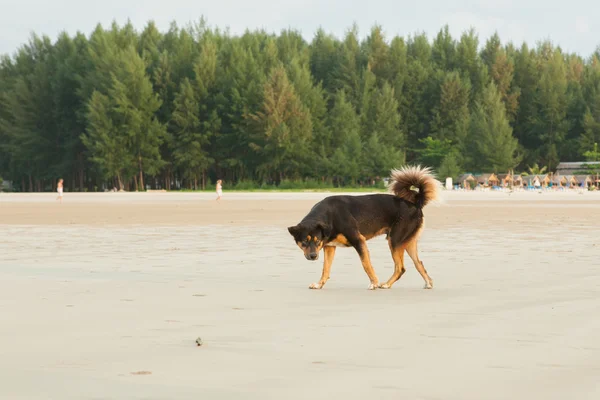 Perros callejeros en la playa — Foto de Stock