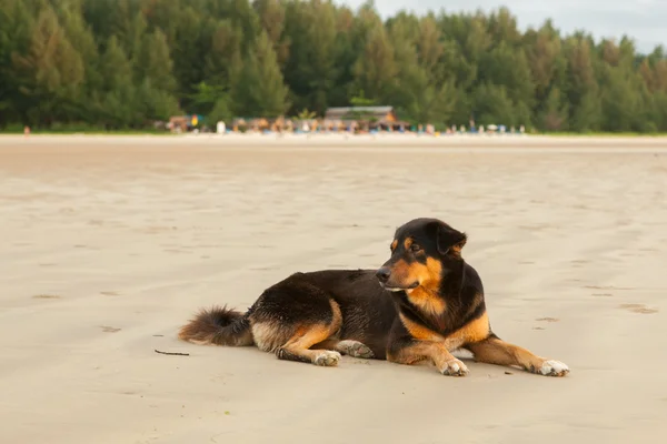 Perros callejeros en la playa — Foto de Stock