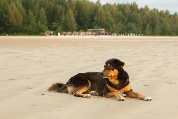 海滩上的流浪狗 图库照片