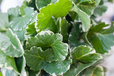 Beach düğün Kur üzerinde dekore düğün