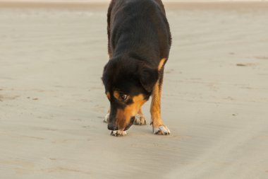 Sahilde sokak köpekleri 