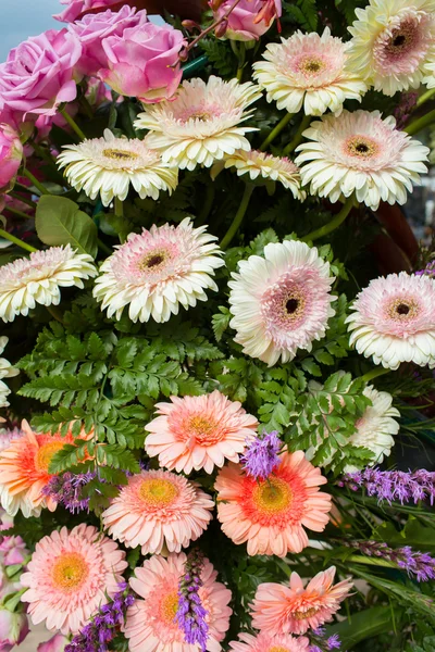 Hermoso de flores en el jardín —  Fotos de Stock