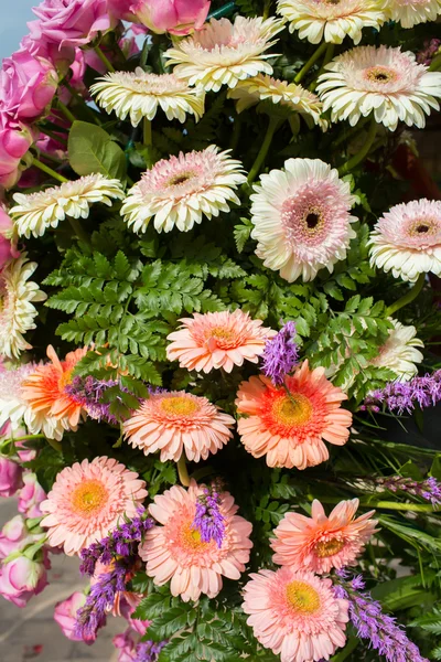 Wunderschöne Blumen im Garten — Stockfoto