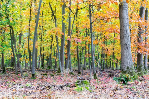 Parc Avec Des Arbres Colorés Paysage Automne — Photo