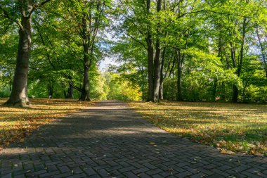 Renkli ağaçlarla dolu bir park, sonbahar manzarası