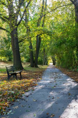 Renkli ağaçlarla dolu bir park, sonbahar manzarası