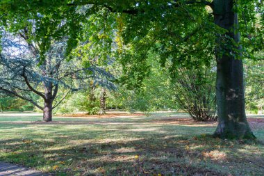 Renkli ağaçlarla dolu bir park, sonbahar manzarası
