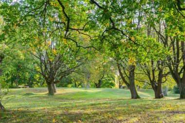 Renkli ağaçlarla dolu bir park, sonbahar manzarası