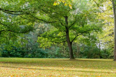 Renkli ağaçlarla dolu bir park, sonbahar manzarası