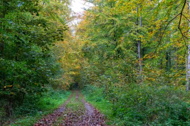 Renkli ağaçlarla dolu bir park, sonbahar manzarası