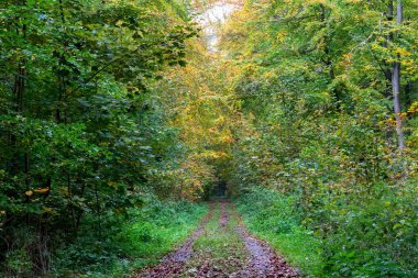 Renkli ağaçlarla dolu bir park, sonbahar manzarası