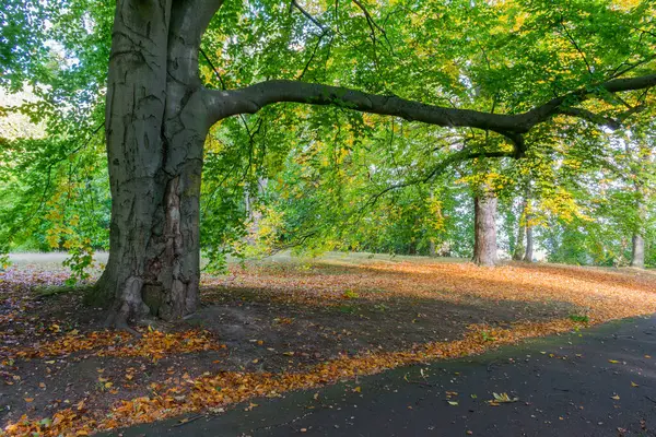 五彩缤纷的公园 秋天的风景 — 图库照片