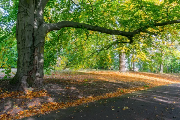 Парк Різнокольоровими Деревами Осінній Пейзаж — стокове фото